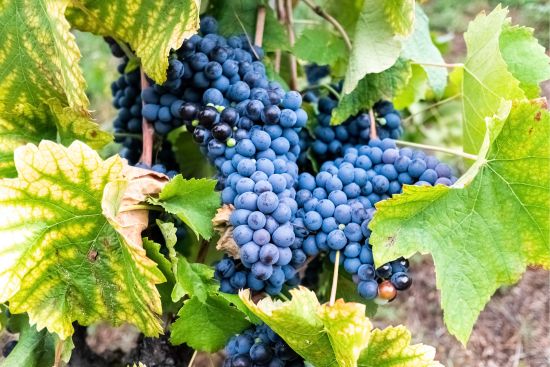 Grapes