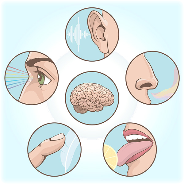 Five senses