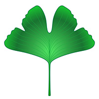 Gingko Biloba