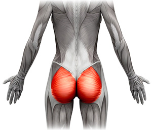Muscles in the Gluteal Region