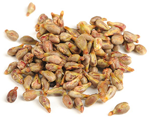 grape-seeds-isolated-on-white-background-31727136 grape-seeds-isolated-on-white-background-31727136