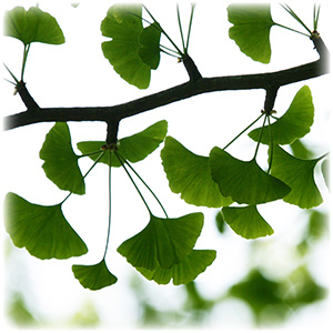 green-leaves-17151317