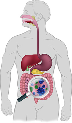 gut-bacteria-digestive-system-probiotic-81246959