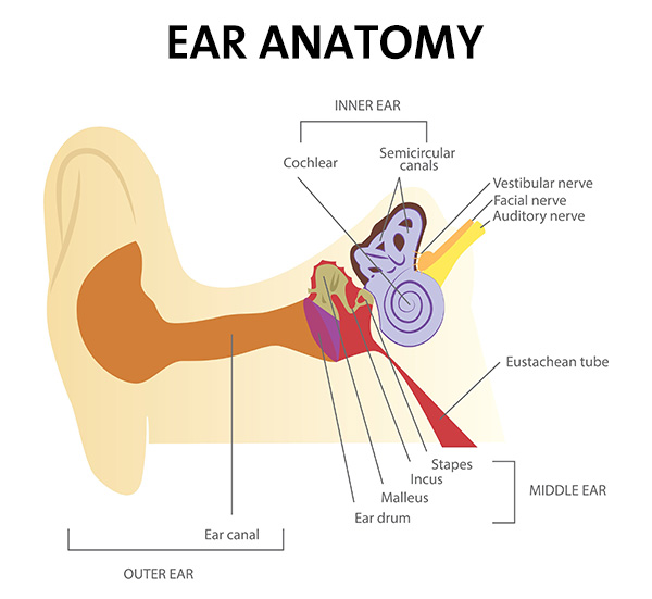 human-ear-35971878