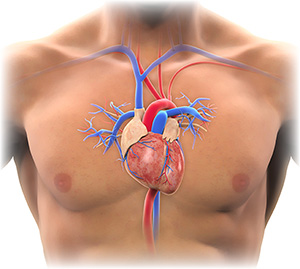 human-heart-anatomy-20021149