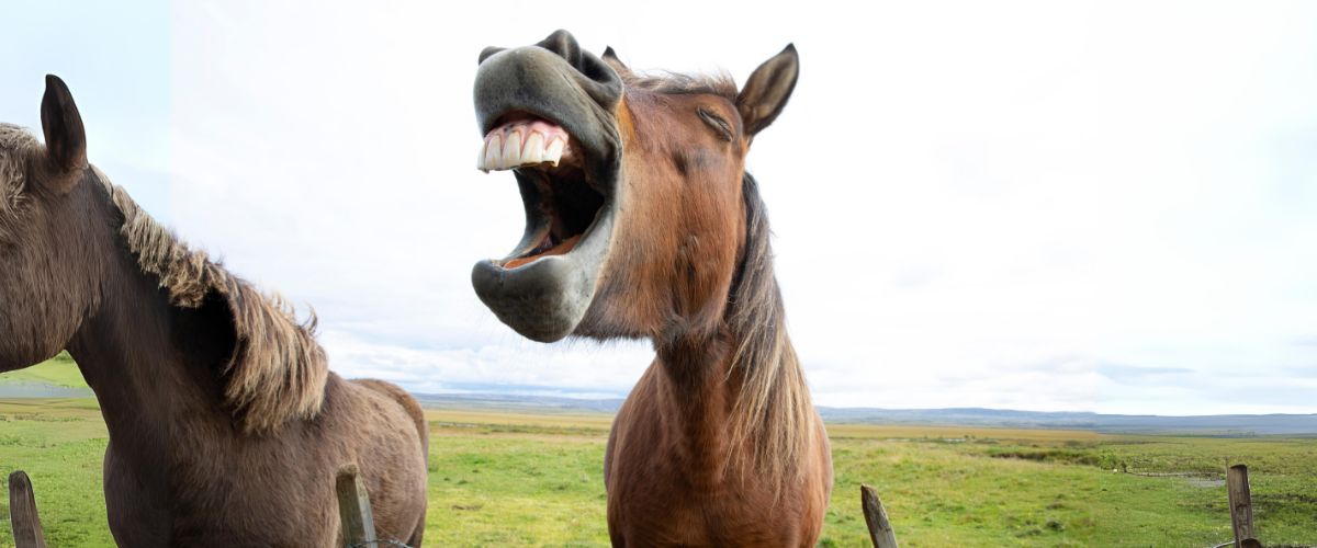 laughing horse
