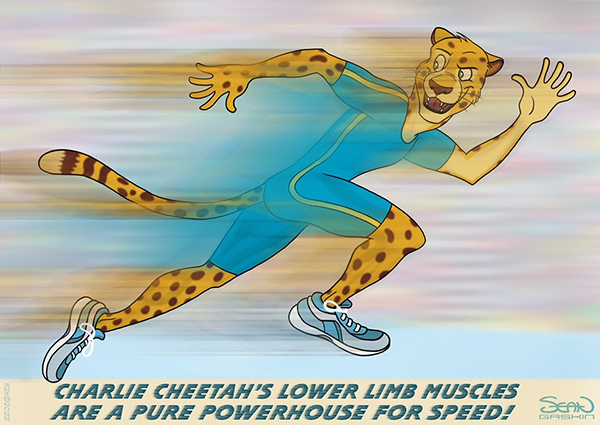 Charlie Cheetah's Lower Limb Muscles
