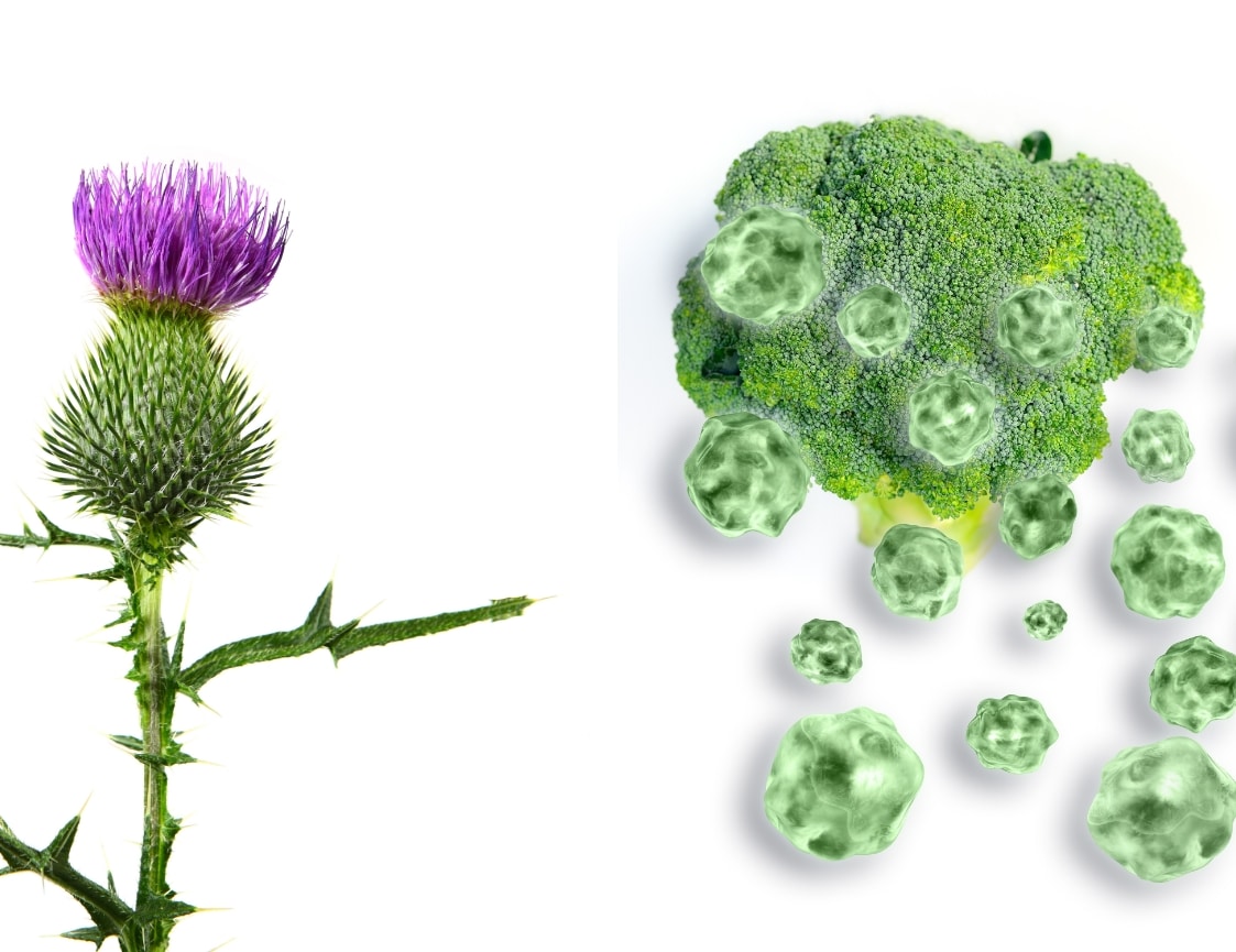 Milk Thistle