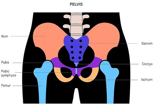 The Pelvic Girdle