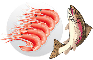 some-shrimps-on-a-white-background-6954141 some-shrimps-on-a-white-background-6954141