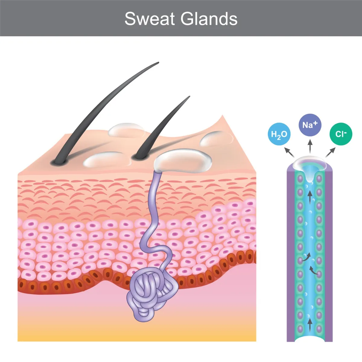 Sweat Glands