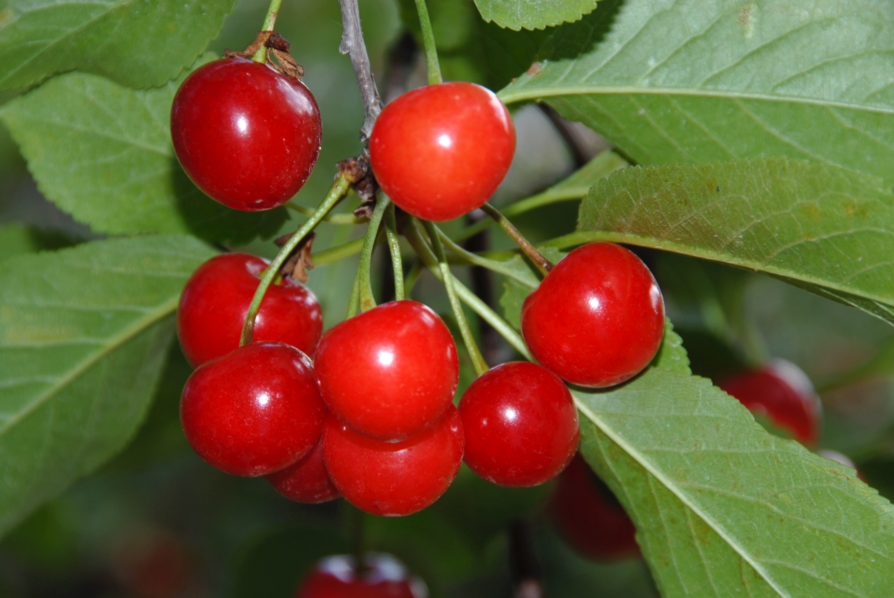 Cherry