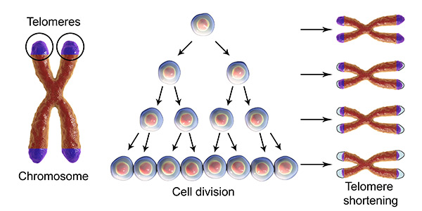 telomeres  