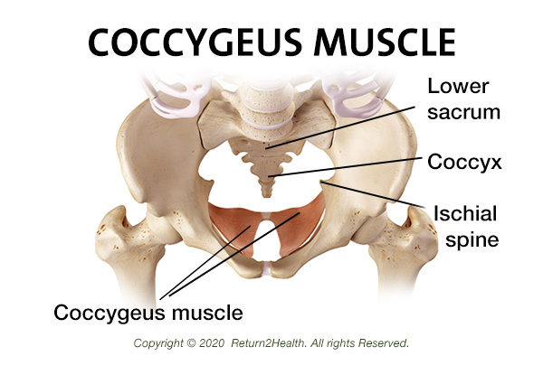 the-coccygeus-28683471