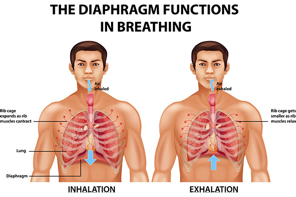 the-diaphragm-functions-in-breathing-88744372