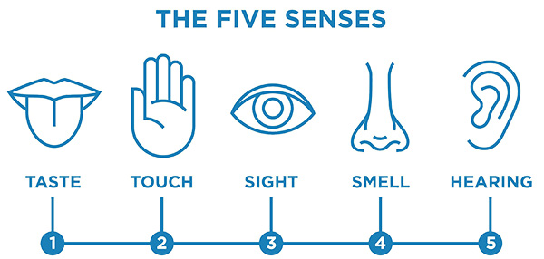 the-five-senses-infographic-vector-line-66789729