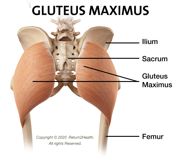 the-gluteus-maximus-28683489