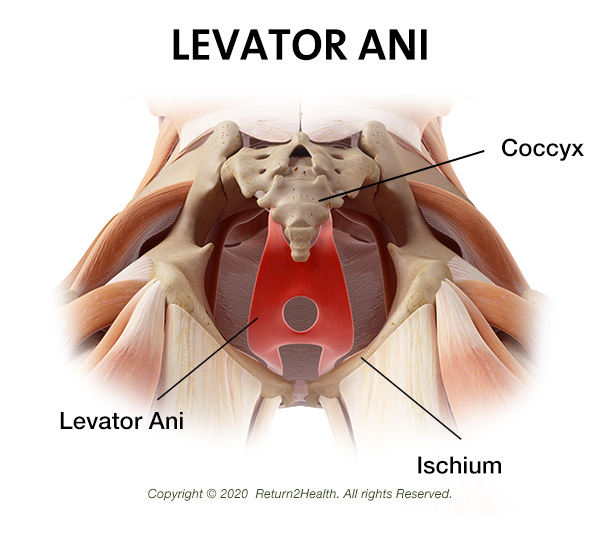 the-levator-ani-29808995