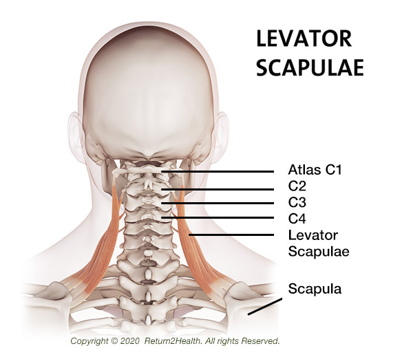 the-levator-scapularis-29356570 