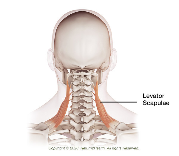 the-levator-scapularis-29356570-v2