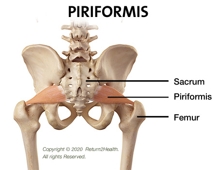 the-piriformis-28683658 