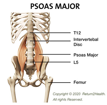 the-psoas-major-22596433