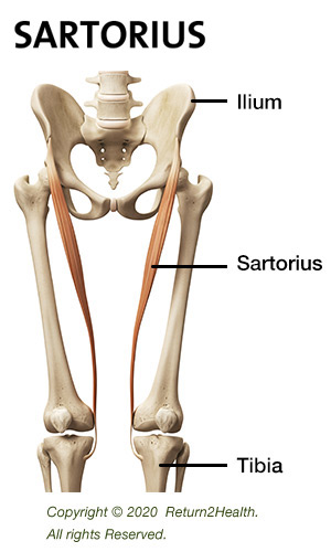 the-sartorius-22596427