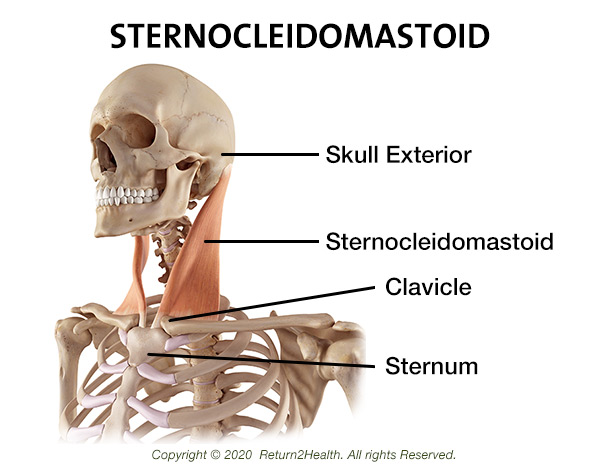 the-sternocleidomastoid-28684312 