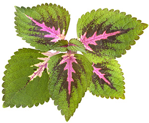 tropical-coleus-plant-isolated-6508490