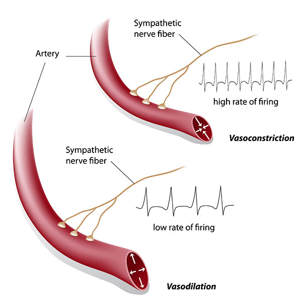 Artery