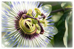 Passion-flower