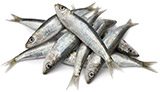 sardines
