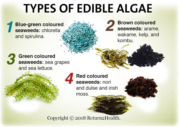 different types of seaweed to eat