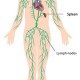 Your Lymphatic System - A Silent Assistant