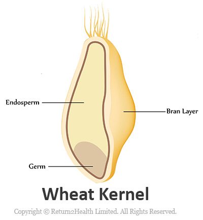 Wheat Kernel